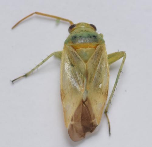 Réf. 186 909 : Tuponia macedonica